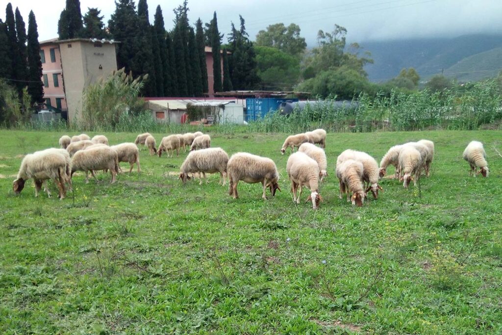 Adotta una pecora