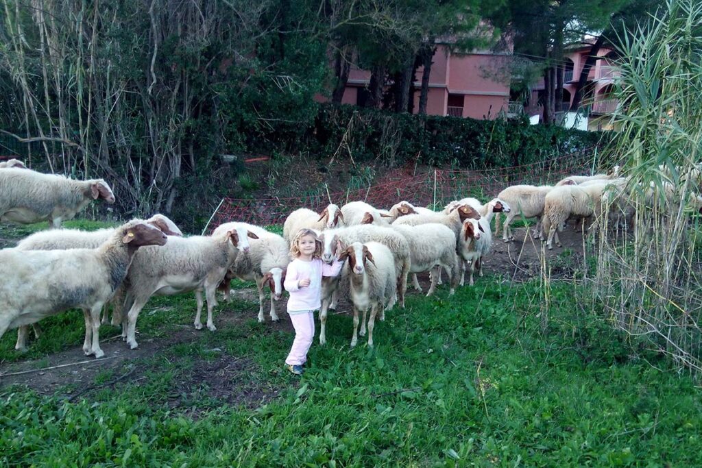 Adotta una pecora