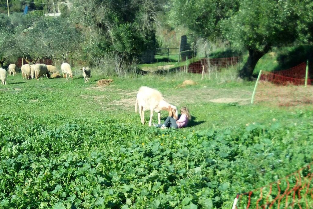 Adotta una pecora