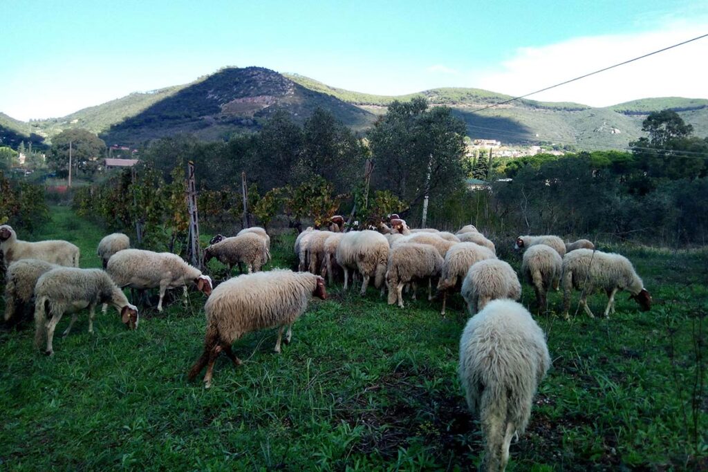 Carni e insaccati