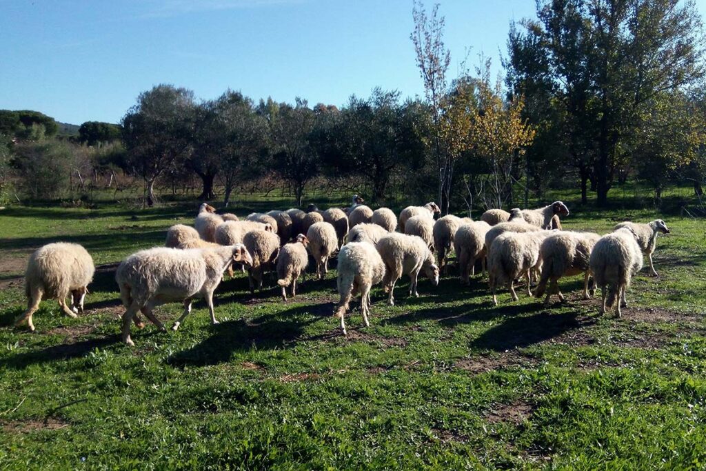 Carni e insaccati