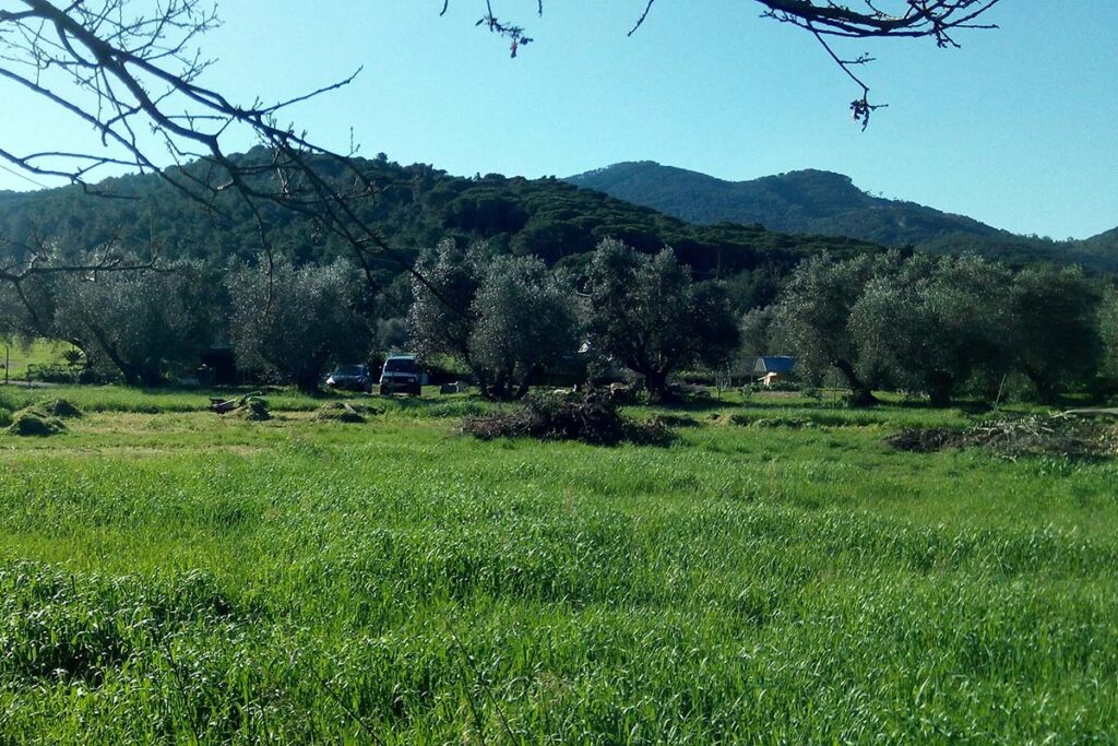 Olio