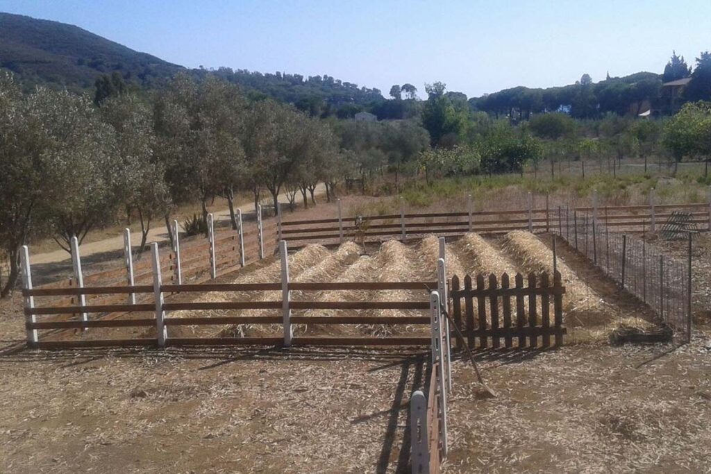 Zafferano