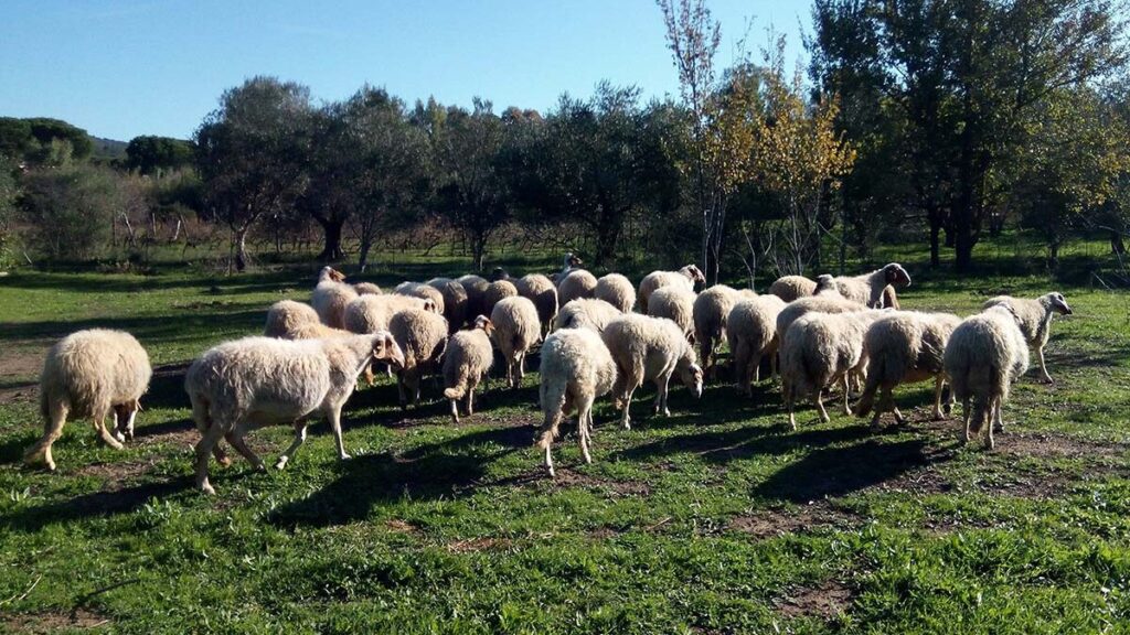 Carni e insaccati